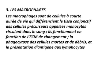 3. LES MACROPHAGES
Les macrophages sont de cellules à courte
durée de vie qui différencient le tissu conjonctif
des cellules précurseurs appelées monocytes
circulant dans le sang ; ils fonctionnent en
fonction de l’ECM de changement ; la
phagocytose des cellules mortes et de débris, et
la présentation d’antigène aux lymphocytes
 
