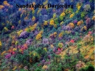Sandakphu, Darjeeling