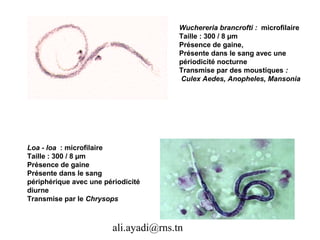 Wuchereria brancrofti : microfilaire
                                       Taille : 300 / 8 µm
                                       Présence de gaine,
                                       Présente dans le sang avec une
                                       périodicité nocturne
                                       Transmise par des moustiques :
                                       Culex Aedes, Anopheles, Mansonia




Loa - loa : microfilaire
Taille : 300 / 8 µm
Présence de gaine
Présente dans le sang
périphérique avec une périodicité
diurne
Transmise par le Chrysops



                        ali.ayadi@rns.tn
 