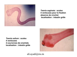 Taenia saginata : scolex
                                     4 ventouses pour la fixation
                                     absence de crochet
                                      localisation : intestin grêle




Taenia solium : scolex
4 ventouses
2 couronnes de crochets
localisation : intestin grêle



                         ali.ayadi@rns.tn
 