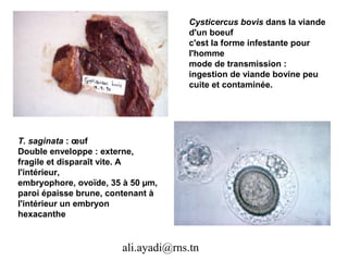 Cysticercus bovis dans la viande
                                    d'un boeuf
                                    c'est la forme infestante pour
                                    l'homme
                                    mode de transmission :
                                    ingestion de viande bovine peu
                                    cuite et contaminée.




T. saginata : œuf
Double enveloppe : externe,
fragile et disparaît vite. A
l'intérieur,
embryophore, ovoïde, 35 à 50 µm,
paroi épaisse brune, contenant à
l'intérieur un embryon
hexacanthe


                       ali.ayadi@rns.tn
 