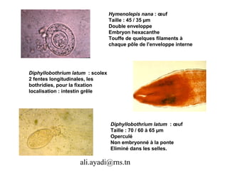 Hymenolepis nana : œuf
                                  Taille : 45 / 35 µm
                                  Double enveloppe
                                  Embryon hexacanthe
                                  Touffe de quelques filaments à
                                  chaque pôle de l'enveloppe interne




Diphyllobothrium latum : scolex
2 fentes longitudinales, les
bothridies, pour la fixation
localisation : intestin grêle




                                  Diphyllobothrium latum : œuf
                                  Taille : 70 / 60 à 65 µm
                                  Operculé
                                  Non embryonné à la ponte
                                  Eliminé dans les selles.

                    ali.ayadi@rns.tn
 