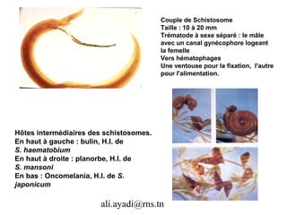 Couple de Schistosome
                                         Taille : 10 à 20 mm
                                         Trématode à sexe séparé : le mâle
                                         avec un canal gynécophore logeant
                                         la femelle
                                         Vers hématophages
                                         Une ventouse pour la fixation, l'autre
                                         pour l'alimentation.




Hôtes intermédiaires des schistosomes.
En haut à gauche : bulin, H.I. de
S. haematobium
En haut à droite : planorbe, H.I. de
S. mansoni
En bas : Oncomelania, H.I. de S.
japonicum

                       ali.ayadi@rns.tn
 
