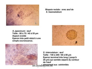 Biopsie rectale : avec œuf de
                                   S. haematobium




S. japonicum : œuf
Taille : 60 à 75 / 45 à 55 µm
Aspect ovoïde
Eperon très petit réduit à une
simple excroissance.




                                 S. intercalatum : œuf
                                 Taille : 140 à 240 / 50 à 80 µm
                                 Eperon terminal très long ( jusqu'à
                                 20 µm) qui semble séparé du contour
                                 de l'œuf
                                 pincement aux extrémités
                     ali.ayadi@rns.tn
 