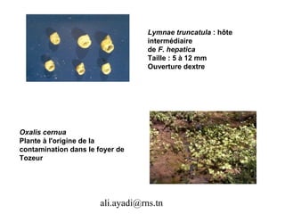 Lymnae truncatula : hôte
                                   intermédiaire
                                   de F. hepatica
                                   Taille : 5 à 12 mm
                                   Ouverture dextre




Oxalis cernua
Plante à l'origine de la
contamination dans le foyer de
Tozeur




                       ali.ayadi@rns.tn
 