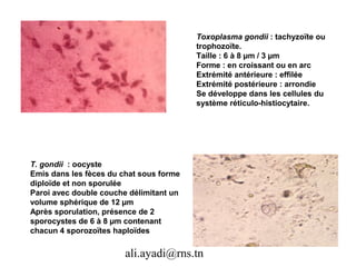 Toxoplasma gondii : tachyzoïte ou
                                         trophozoïte.
                                         Taille : 6 à 8 µm / 3 µm
                                         Forme : en croissant ou en arc
                                         Extrémité antérieure : effilée
                                         Extrémité postérieure : arrondie
                                         Se développe dans les cellules du
                                         système réticulo-histiocytaire.




T. gondii : oocyste
Emis dans les fèces du chat sous forme
diploïde et non sporulée
Paroi avec double couche délimitant un
volume sphérique de 12 µm
Après sporulation, présence de 2
sporocystes de 6 à 8 µm contenant
chacun 4 sporozoïtes haploïdes

                        ali.ayadi@rns.tn
 