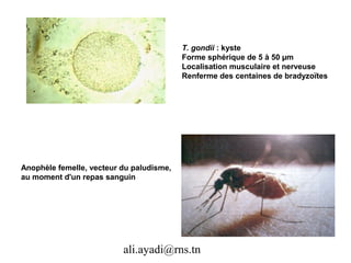 T. gondii : kyste
                                          Forme sphérique de 5 à 50 µm
                                          Localisation musculaire et nerveuse
                                          Renferme des centaines de bradyzoïtes




Anophèle femelle, vecteur du paludisme,
au moment d'un repas sanguin




                          ali.ayadi@rns.tn
 