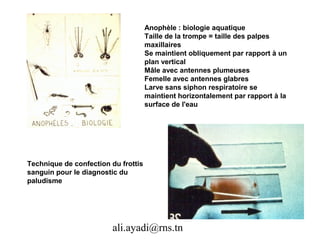 Anophèle : biologie aquatique
                                     Taille de la trompe = taille des palpes
                                     maxillaires
                                     Se maintient obliquement par rapport à un
                                     plan vertical
                                     Mâle avec antennes plumeuses
                                     Femelle avec antennes glabres
                                     Larve sans siphon respiratoire se
                                     maintient horizontalement par rapport à la
                                     surface de l'eau




Technique de confection du frottis
sanguin pour le diagnostic du
paludisme




                         ali.ayadi@rns.tn
 