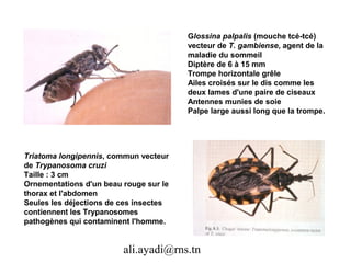 Glossina palpalis (mouche tcé-tcé)
                                        vecteur de T. gambiense, agent de la
                                        maladie du sommeil
                                        Diptère de 6 à 15 mm
                                        Trompe horizontale grêle
                                        Ailes croisés sur le dis comme les
                                        deux lames d'une paire de ciseaux
                                        Antennes munies de soie
                                        Palpe large aussi long que la trompe.




Triatoma longipennis, commun vecteur
de Trypanosoma cruzi
Taille : 3 cm
Ornementations d'un beau rouge sur le
thorax et l'abdomen
Seules les déjections de ces insectes
contiennent les Trypanosomes
pathogènes qui contaminent l'homme.


                         ali.ayadi@rns.tn
 