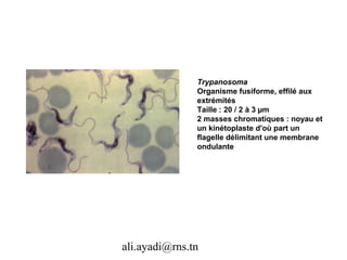 Trypanosoma
               Organisme fusiforme, effilé aux
               extrémités
               Taille : 20 / 2 à 3 µm
               2 masses chromatiques : noyau et
               un kinétoplaste d'où part un
               flagelle délimitant une membrane
               ondulante




ali.ayadi@rns.tn
 