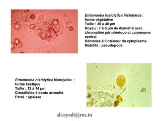 Entamoeba histolytica histolytica :
                                      forme végétative
                                      Taille : 30 à 40 µm
                                      Noyau : 7 à 8 µm de diamètre avec
                                      chromatine périphérique et caryosome
                                      central
                                      Hématies à l'intérieur du cytoplasme
                                      Mobilité : pseudopode




Entamoeba histolytica histolytica :
forme kystique
Taille : 12 à 14 µm
Cristalloïde à bouts arrondis
Paroi : épaisse




                        ali.ayadi@rns.tn
 