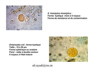 E. histolytica histolytica :
                                  Forme kystique mûre à 4 noyaux
                                  Forme de résistance et de contamination




Entamoeba coli : forme kystique
Taille ; 15 à 20 µm
Forme sphérique ou ovalaire
Paroi : nette à double contour
8 noyaux à l'état mature




                      ali.ayadi@rns.tn
 