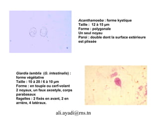 Acanthamoeba : forme kystique
                                      Taille : 12 à 15 µm
                                      Forme : polygonale
                                      Un seul noyau
                                      Paroi : double dont la surface extérieure
                                      est plissée




Giardia lamblia (G. intestinalis) :
forme végétative
Taille : 10 à 20 / 6 à 10 µm
Forme : en toupie ou cerf-volant
2 noyaux, un faux axostyle, corps
parabasaux
flagelles : 2 fixés en avant, 2 en
arrière, 4 latéraux.

                        ali.ayadi@rns.tn
 