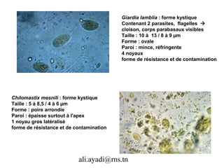 Giardia lamblia : forme kystique
                                          Contenant 2 parasites, flagelles 
                                          cloison, corps parabasaux visibles
                                          Taille : 10 à 13 / 8 à 9 µm
                                          Forme : ovale
                                          Paroi : mince, réfringente
                                          4 noyaux
                                          forme de résistance et de contamination




Chilomastix mesnili : forme kystique
Taille : 5 à 8,5 / 4 à 6 µm
Forme : poire arrondie
Paroi : épaisse surtout à l'apex
1 noyau gros latéralisé
forme de résistance et de contamination




                           ali.ayadi@rns.tn
 