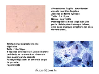 Dientamoeba fragilis : actuellement
                                          classés parmi les flagellés
                                          Absence de forme kystique
                                          Taille : 6 à 16 µm
                                          Noyau : peu visible
                                          Pseudopodes à base large avec une
                                          partie distale plus étalée que la base,
                                          émis dans plusieurs directions (en ailes
                                          de ventilateur).




Trichomonas vaginalis : forme
végétative
Taille : 10 à 18 µm
4 flagelles antérieures et une membrane
ondulante se terminant au niveau du
tiers postérieur du parasite
Axostyle dépassant en arrière le corps
du parasite
Pas de kyste

                          ali.ayadi@rns.tn
 