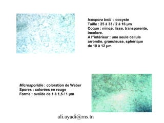 Isospora belli : oocyste
                                      Taille : 25 à 33 / 2 à 16 µm
                                      Coque : mince, lisse, transparente,
                                      incolore.
                                      A l"intérieur : une seule cellule
                                      arrondie, granuleuse, sphérique
                                      de 10 à 12 µm




Microsporidie : coloration de Weber
Spores : colorées en rouge
Forme : ovoïde de 1 à 1,5 / 1 µm




                     ali.ayadi@rns.tn
 