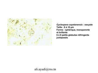 Cyclospora cayetanensis : oocyste
                   Taille : 8 à 10 µm
                   Forme : sphérique, transparente
                   et brillante
                   6 à 8 petits globules réfringents
                   juxtaposés




ali.ayadi@rns.tn
 