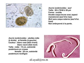 Ascris lumbricoides : œuf
                                          Taille : 60 à 70/40 à 50 µm
                                          Forme : ovoïde
                                          Double coque brune avec aspect
                                          mamelonné (œuf d'en bas)
                                          Œuf sans coque externe (œuf d'en
                                          haut)
                                          Non embryonné à la ponte.




Ascris lumbricoides : adultes mâle
(à droite) et femelle (à gauche)
Couleur : blanc rosé (état vivant)
            blanc nacré (état mort)
Taille : mâle : 15 cm, extrémité
postérieure en crosse
         femelle : 20 cm, extrémité
postérieure rectiligne


                       ali.ayadi@rns.tn
 