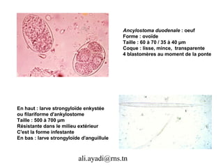 Ancylostoma duodenale : oeuf
                                           Forme : ovoïde
                                           Taille : 60 à 70 / 35 à 40 µm
                                           Coque : lisse, mince, transparente
                                           4 blastomères au moment de la ponte




En haut : larve strongyloïde enkystée
ou filariforme d'ankylostome
Taille : 500 à 700 µm
Résistante dans le milieu extérieur
C'est la forme infestante
En bas : larve strongyloïde d'anguillule



                          ali.ayadi@rns.tn
 
