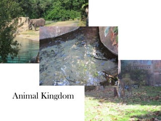 Animal Kingdom
