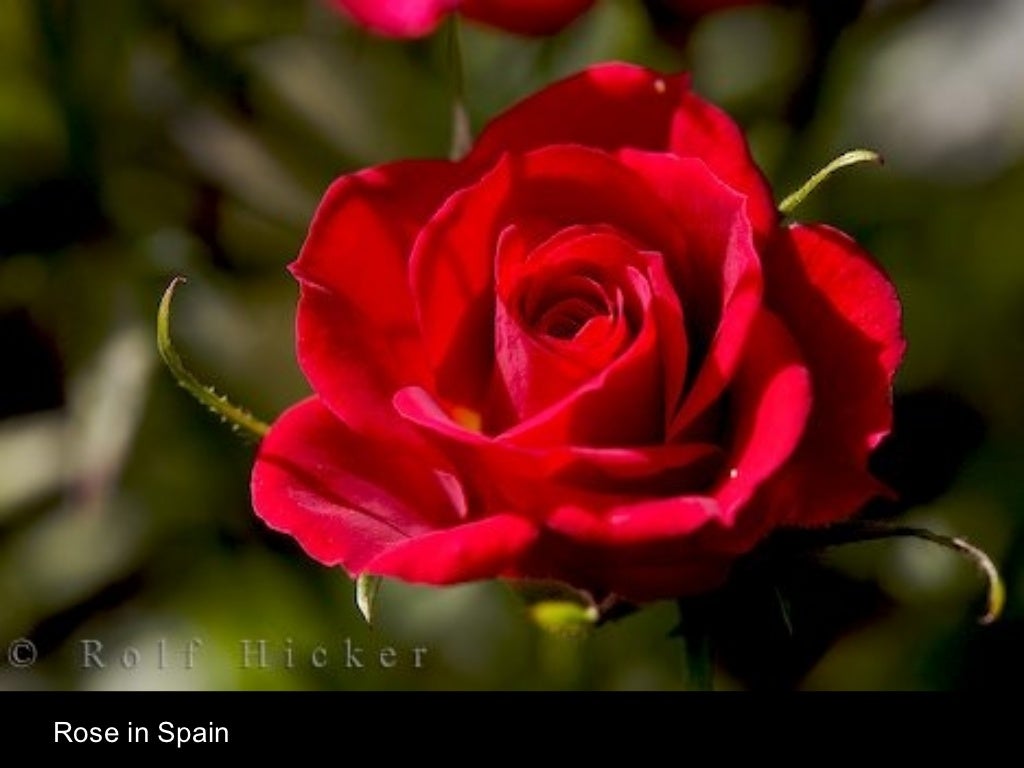 Rose in Spain