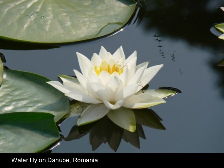 Water lily on Danube, Romania 