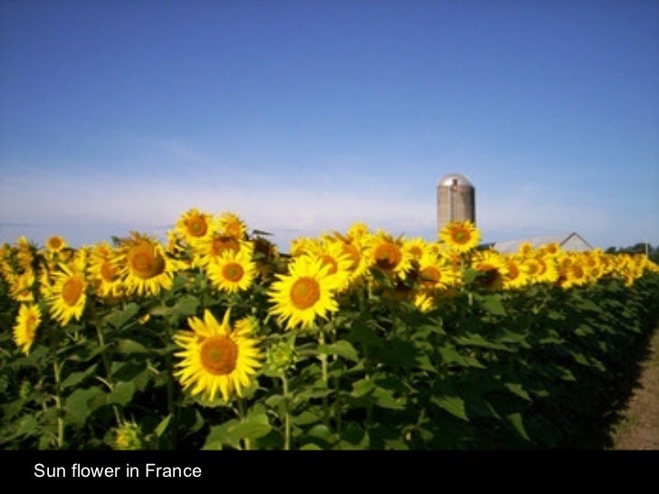 Sun flower in France 