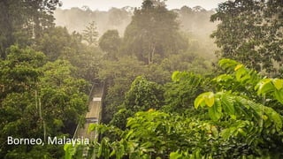 Borneo, Malaysia
 