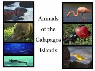 Animals of the Galapagos Islands 