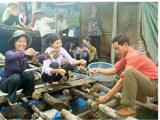 Ha Long Bay Tour