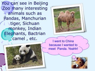 You can see in Beijing
Zoo many interesting
animals such as
Pandas, Manchurian
tiger, Sichuan
monkey, Indian
Elephants, Bactrian
camel , etc.

I went to China
because I wanted to
meet Panda. Yeahh!

 