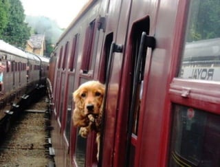 Travelling With Pet-Kids in Train: Rates, Rules And All You Need To Know | Creature Companion...