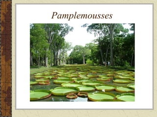 Pamplemousses
 
