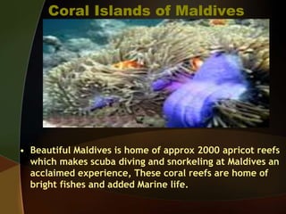 Coral Islands of Maldives
• Beautiful Maldives is home of approx 2000 apricot reefs
which makes scuba diving and snorkeling at Maldives an
acclaimed experience, These coral reefs are home of
bright fishes and added Marine life.
 