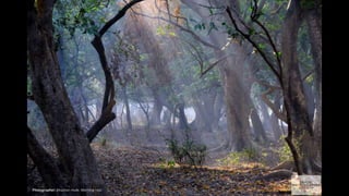 Photographer: bhushan mule. Morning rays
 