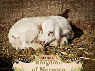 Kingdom
Nador
1
 