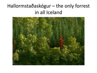 Hallormstaðaskógur – the only forrest in all Iceland