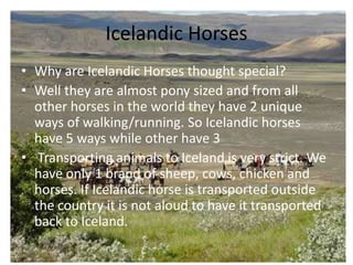 Icelandic HorsesWhy are Icelandic Horses thought special? Well they are almost pony sized and from all other horses in the world they have 2 unique ways of walking/running. So Icelandic horses have 5 ways while other have 3 Transporting animals to Iceland is very strict. We have only 1 brand of sheep, cows, chicken and horses. If Icelandic horse is transported outside the country it is not aloud to have it transported back to Iceland.