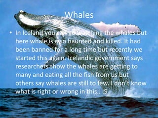 WhalesIn Iceland you can go watching the whales but here whale is also haunted and killed. It had been banned for a long time but recently we started this again. Icelandic government says researchers show the whales are getting to many and eating all the fish from us but others say whales are still to few. I don’t know what is right or wrong in this.. :S 
