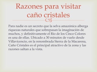 
Para nadie es un secreto que la selva amazónica alberga
riquezas naturales que sobrepasan la imaginación de
muchos, y definitivamente el Río de los Cinco Colores
es una de ellas. Ubicado a 30 minutos de vuelo desde
Villavicencio, en la renombrada Sierra de la Macarena,
Caño Cristales es el principal atractivo de la zona y las
razones saltan a la vista.
Razones para visitar
caño cristales
 