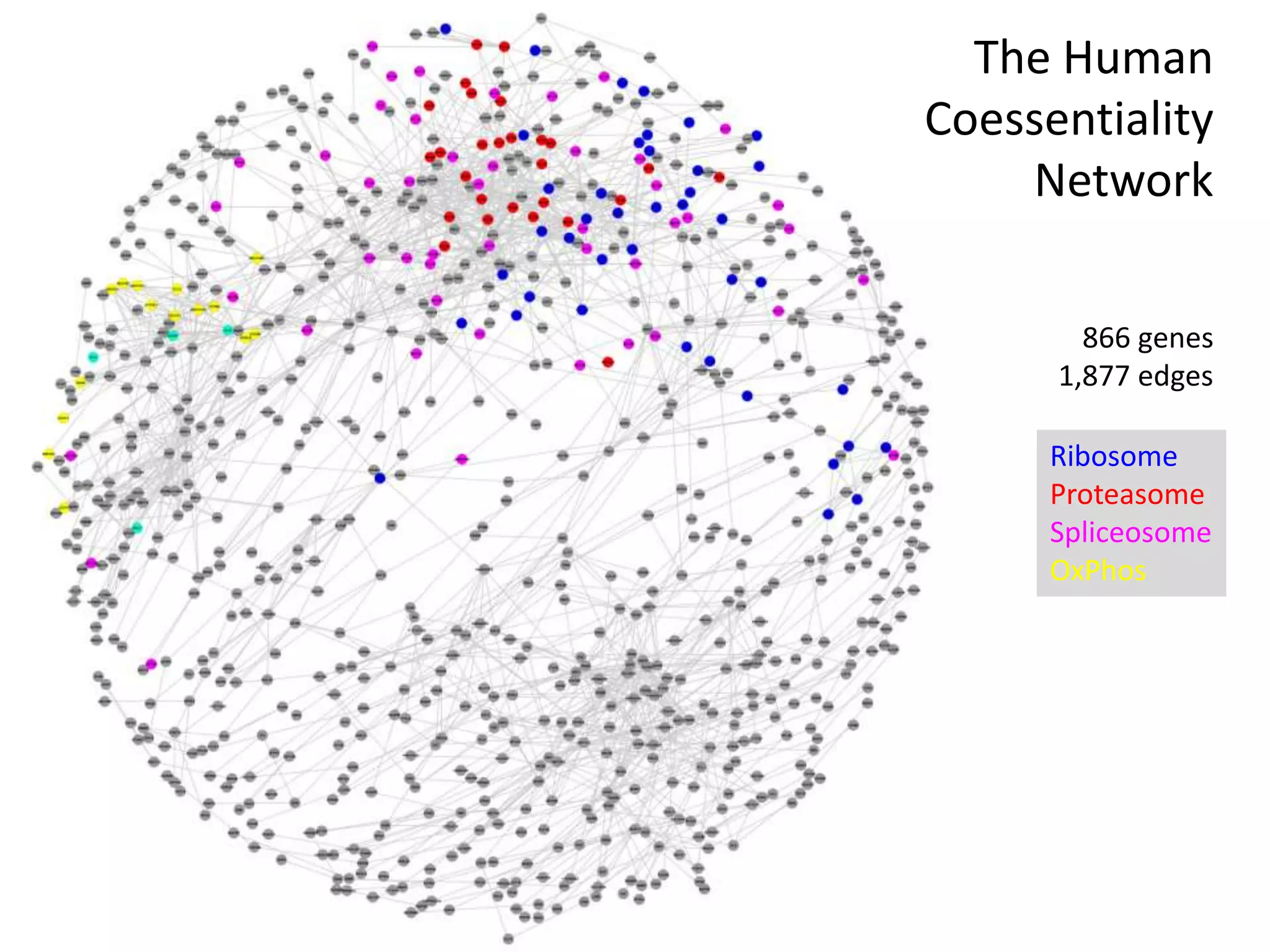 866 genes
1,877 edges
Ribosome
Proteasome
Spliceosome
OxPhos
The Human
Coessentiality
Network
 