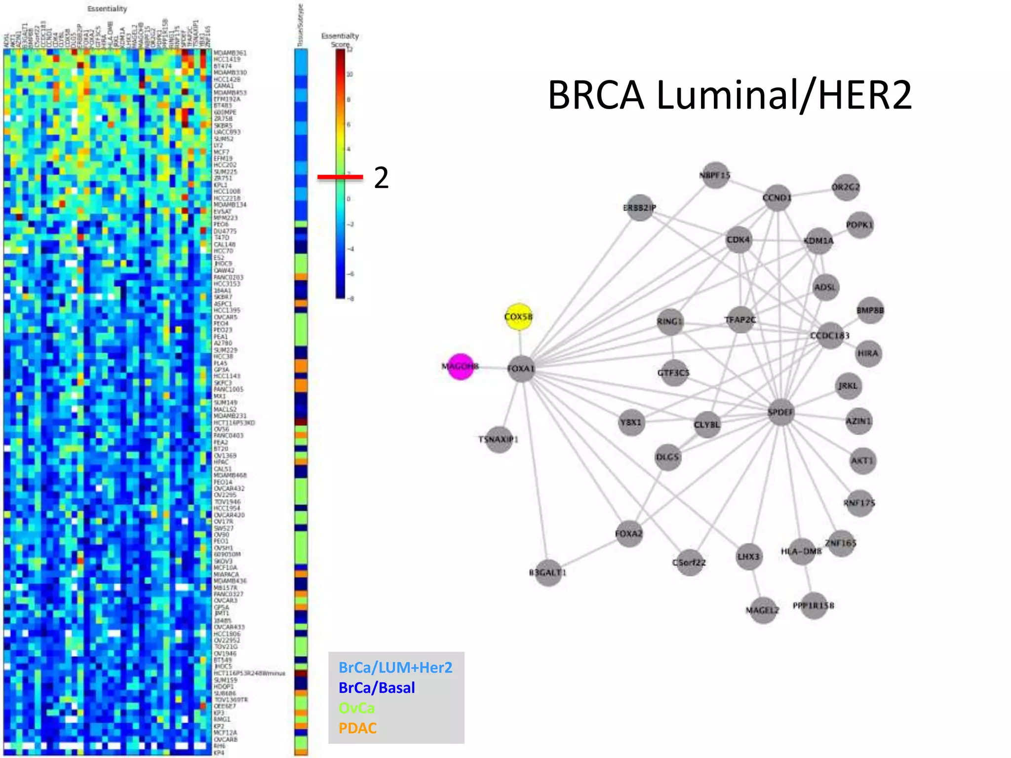 BRCA Luminal/HER2
BrCa/LUM+Her2
BrCa/Basal
OvCa
PDAC
2
 