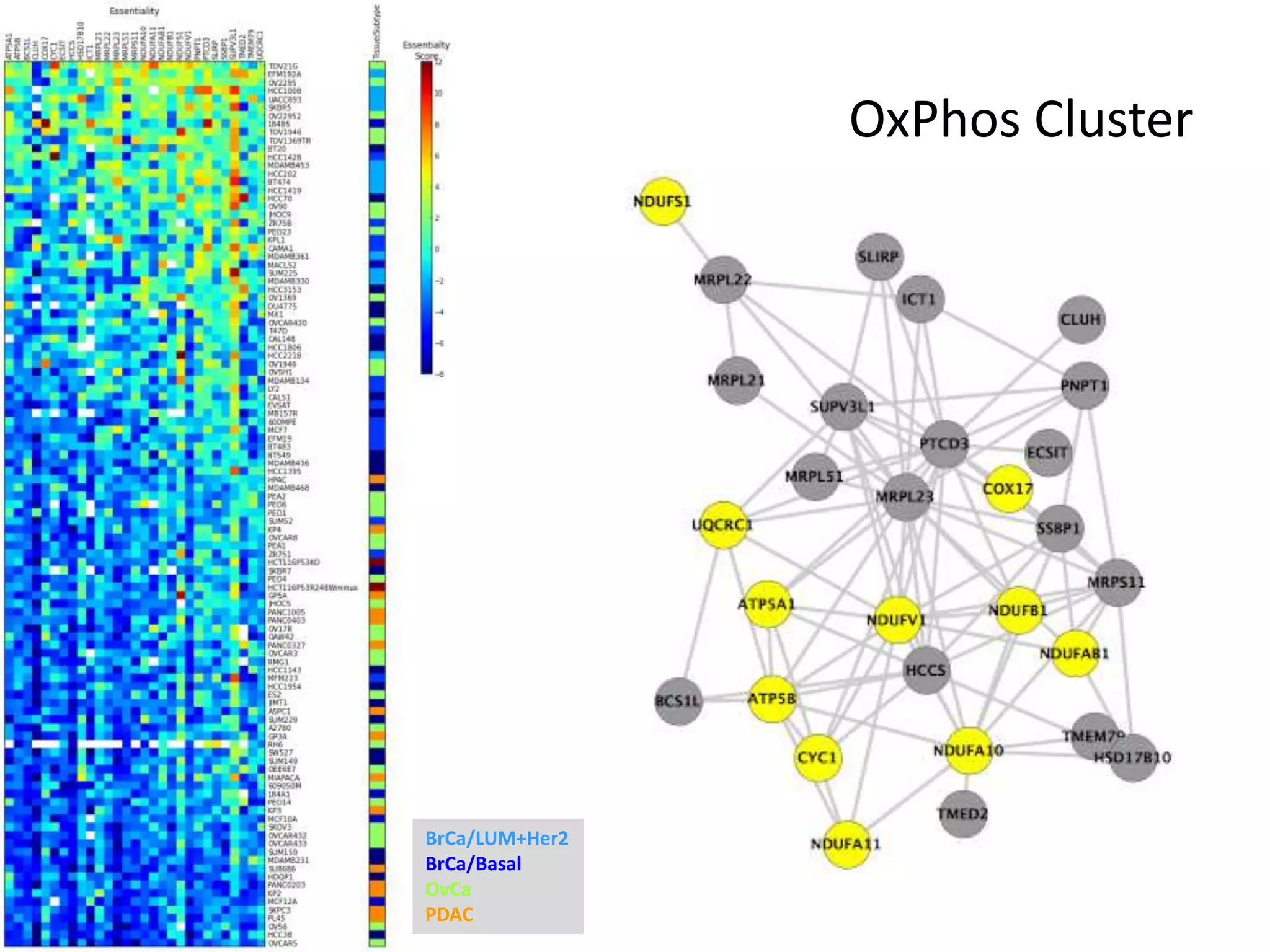 OxPhos Cluster
BrCa/LUM+Her2
BrCa/Basal
OvCa
PDAC
 