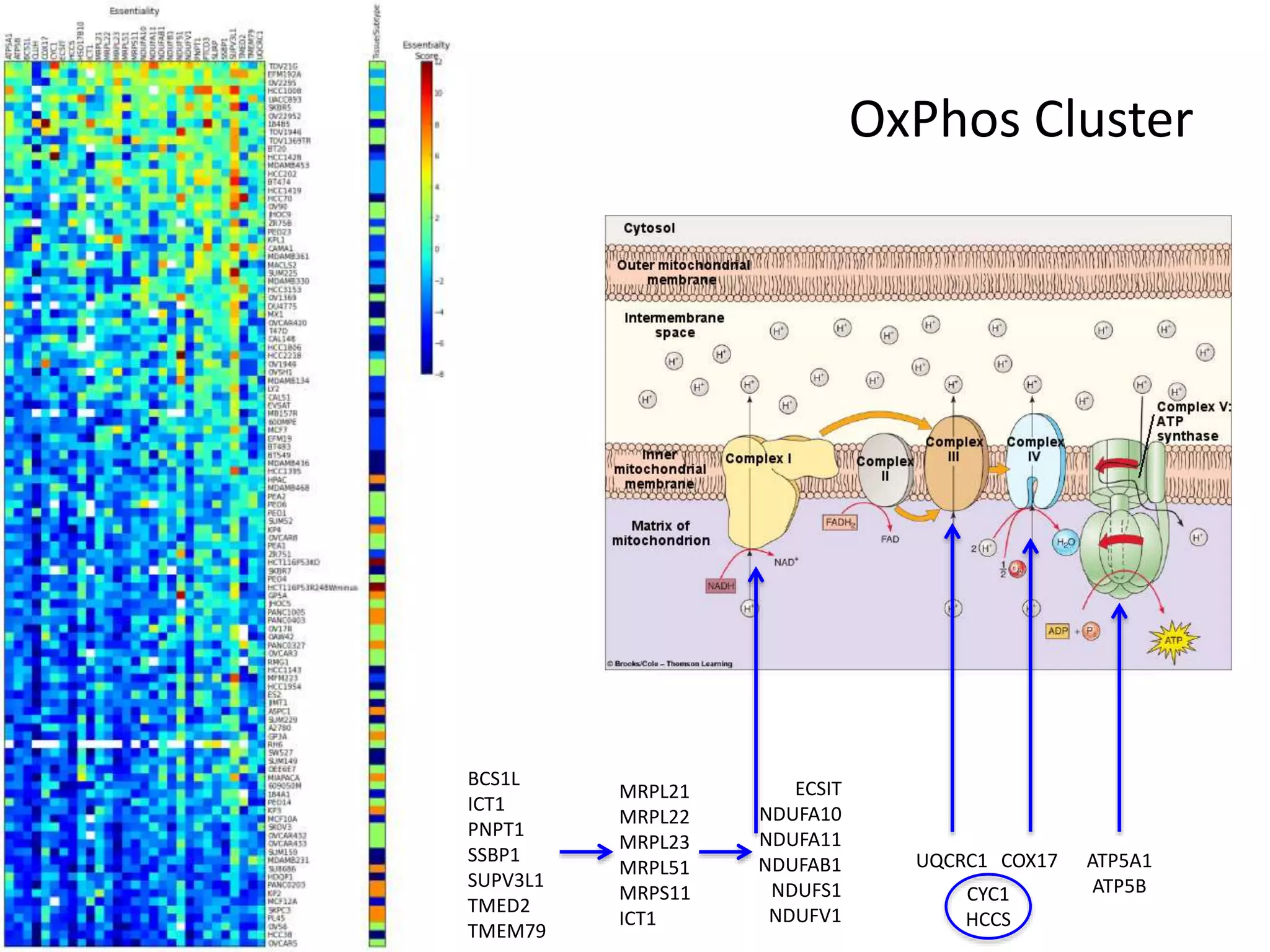 OxPhos Cluster
ATP5A1
ATP5B
COX17
CYC1
HCCS
UQCRC1
BCS1L
ICT1
PNPT1
SSBP1
SUPV3L1
TMED2
TMEM79
ECSIT
NDUFA10
NDUFA11
NDUFAB1
NDUFS1
NDUFV1
MRPL21
MRPL22
MRPL23
MRPL51
MRPS11
ICT1
 