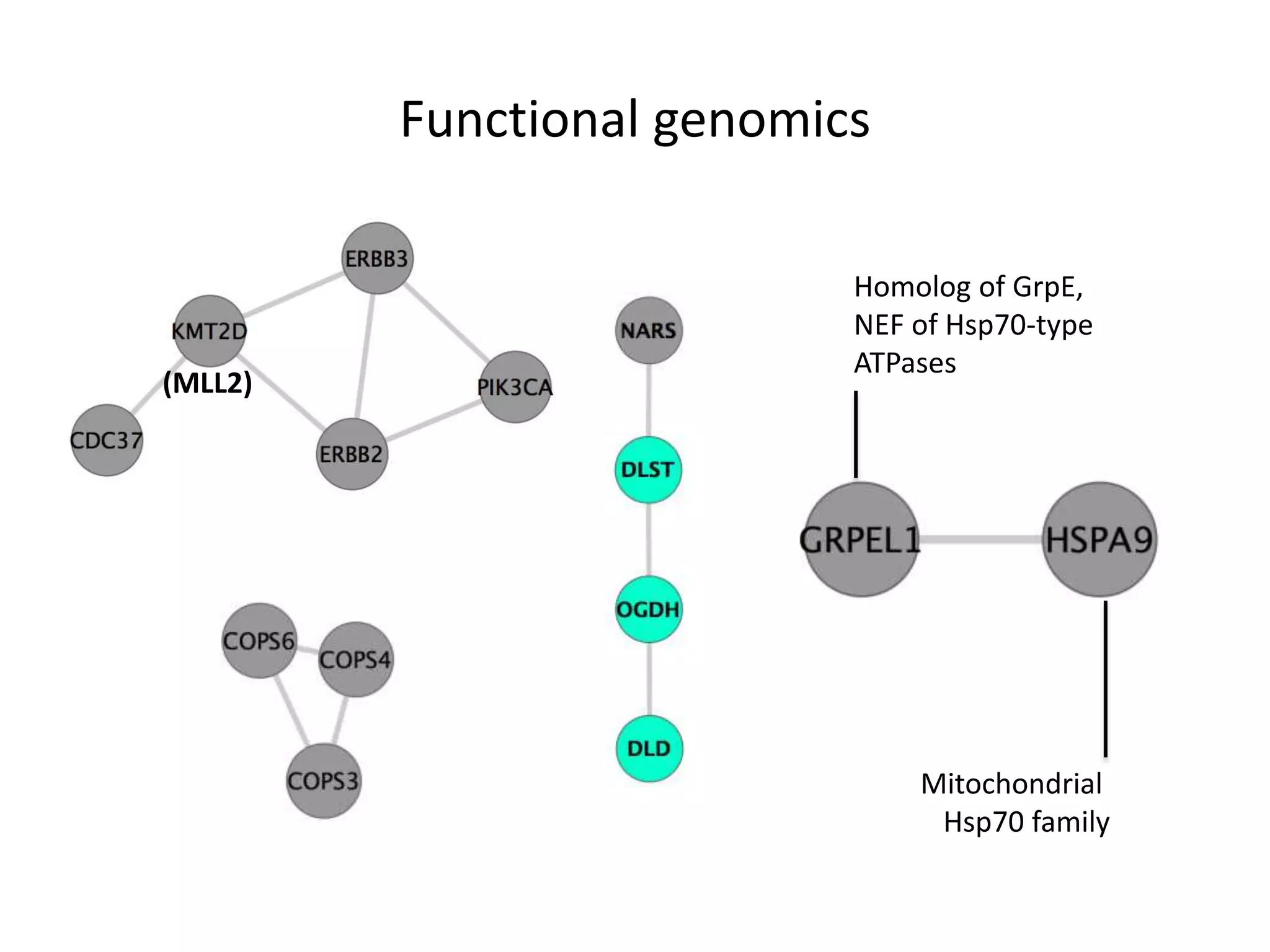 Functional genomics
(MLL2)
Homolog of GrpE,
NEF of Hsp70-type
ATPases
Mitochondrial
Hsp70 family
 