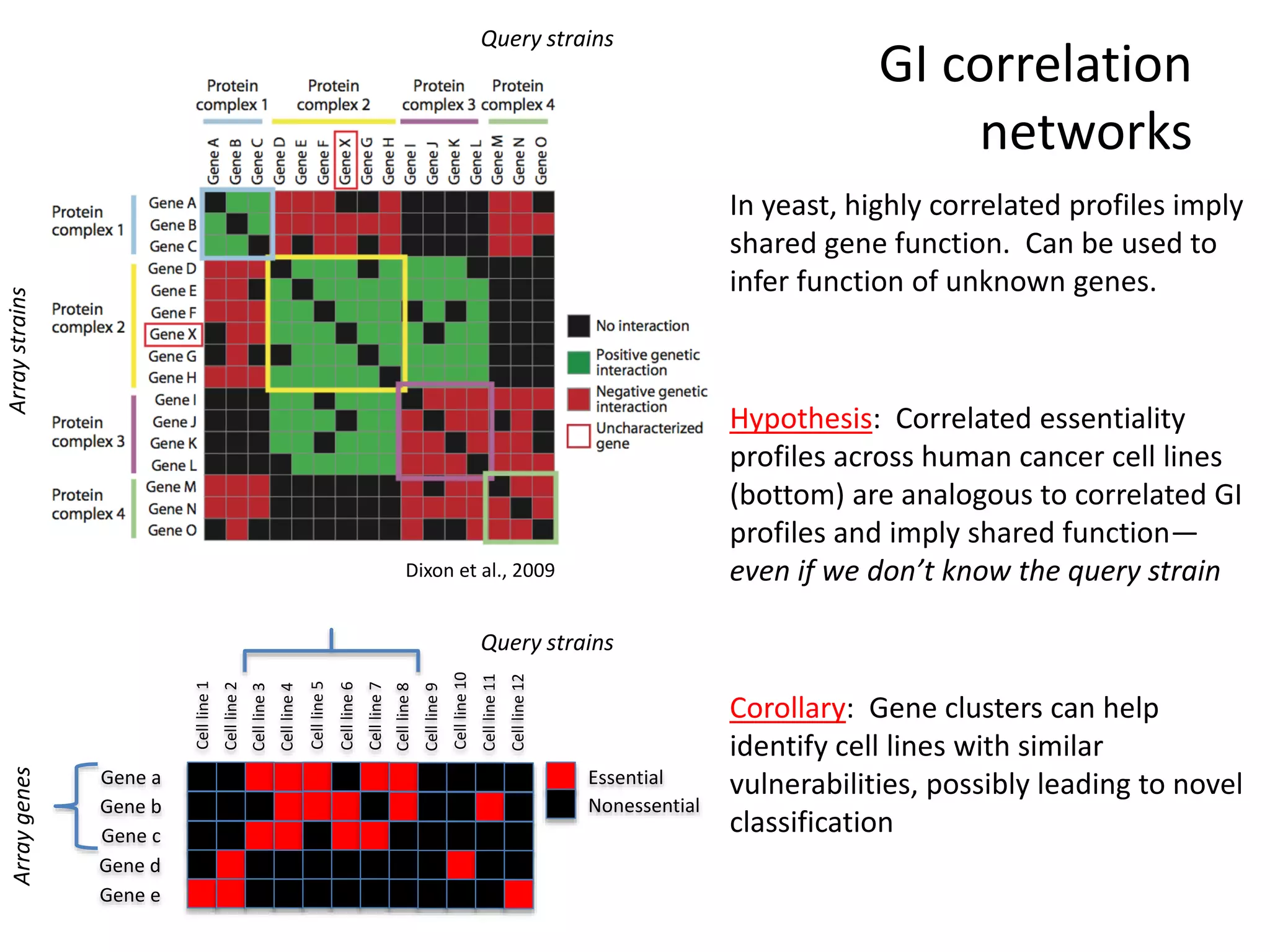 GI correlation
networks
Gene a
Gene b
Gene c
Gene d
Gene e
Cellline1
Cellline2
Cellline3
Cellline4
Cellline5
Cellline12
Cellline6
Cellline7
Cellline8
Cellline9
Cellline10
Cellline11
Essential
Nonessential
In yeast, highly correlated profiles imply
shared gene function. Can be used to
infer function of unknown genes.
Hypothesis: Correlated essentiality
profiles across human cancer cell lines
(bottom) are analogous to correlated GI
profiles and imply shared function—
even if we don’t know the query strain
Corollary: Gene clusters can help
identify cell lines with similar
vulnerabilities, possibly leading to novel
classification
Dixon et al., 2009
Query strains
ArraygenesArraystrains
Query strains
 