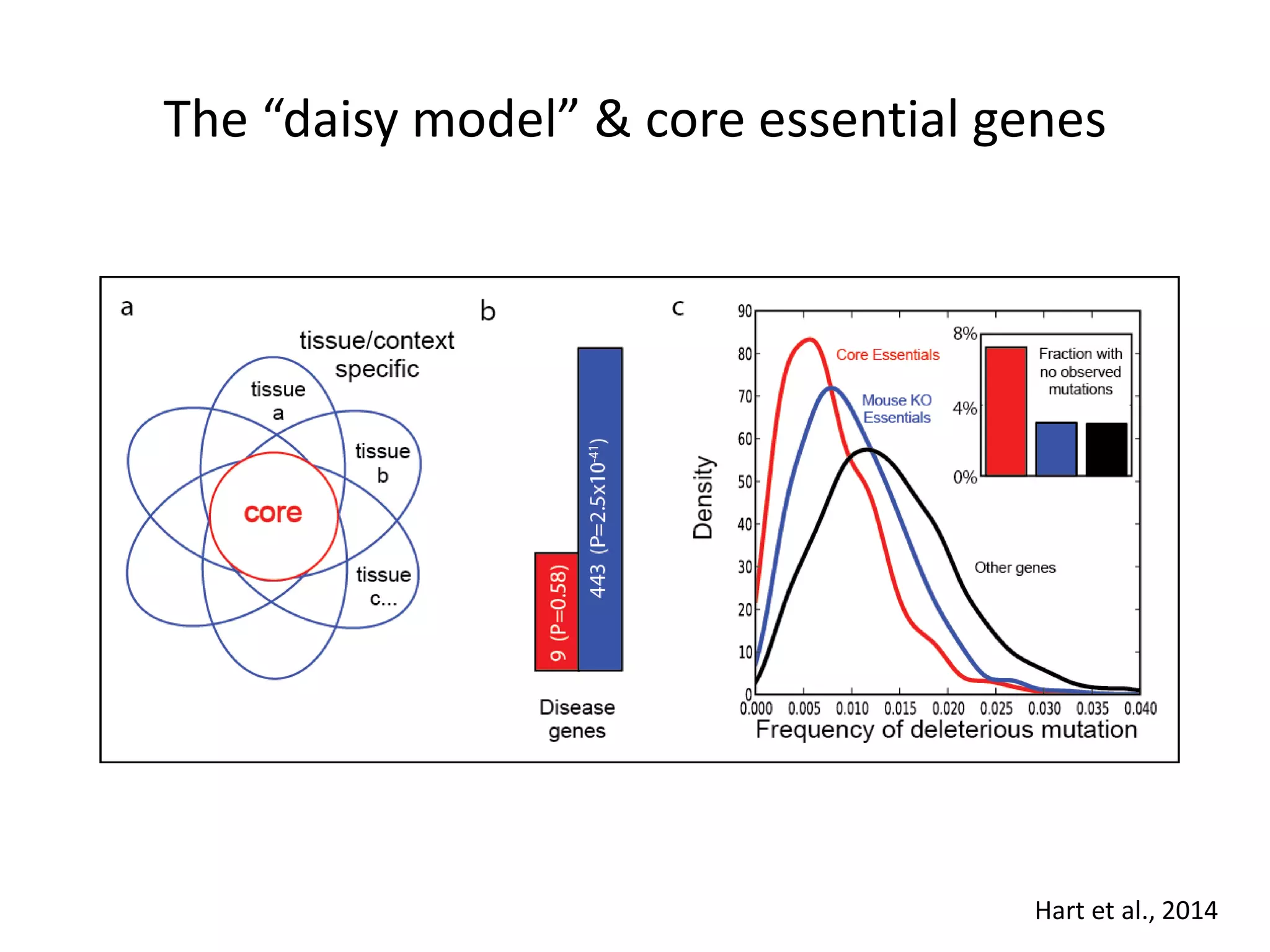 The “daisy model” & core essential genes
Hart et al., 2014
 