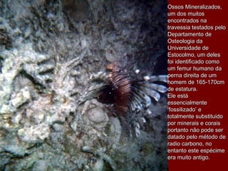 Ossos Mineralizados,Ossos Mineralizados,
um dos muitosum dos muitos
encontrados naencontrados na
travessia testados pelotravessia testados pelo
Departamento deDepartamento de
Osteologia daOsteologia da
Universidade deUniversidade de
Estocolmo, um delesEstocolmo, um deles
foi identificado comofoi identificado como
um femur humano daum femur humano da
perna direita de umperna direita de um
homem de 165-170cmhomem de 165-170cm
de estatura.de estatura.
Ele estáEle está
essencialmenteessencialmente
‘fossilizado’ e‘fossilizado’ e
totalmente substituidototalmente substituido
por minerais e coraispor minerais e corais
portanto não pode serportanto não pode ser
datado pelo método dedatado pelo método de
radio carbono, noradio carbono, no
entanto este espécimeentanto este espécime
era muito antigo.era muito antigo.
 