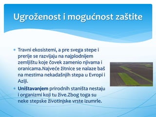 Ugroženost i mogućnost zaštite
 Travni ekosistemi, a pre svega stepe i
prerije se razvijaju na najplodnijem
zemljištu koje čovek zamenio njivama i
oranicama.Najveće žitnice se nalaze baš
na mestima nekadašnjih stepa u Evropi i
Aziji.
 Uništavanjem prirodnih staništa nestaju
i organizmi koji tu žive.Zbog toga su
neke stepske životinjske vrste izumrle.
 