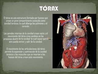 El tórax es una estructura formada por huesos que crean un gran compartimento conocido como cavidad toráxica, la cual alberga los pulmones y el corazón. Las paredes internas de la cavidad crean vacío y el movimiento del tórax crea cambios en las presiones dentro de la cavidad, lo cual causa que el aire pueda entrar y salir de la cavidad. El movimiento de las articulaciones del tórax permite la expansión y contracción de la cavidad toráxica y los músculos que se insertan a los huesos del tórax crean este movimiento. 